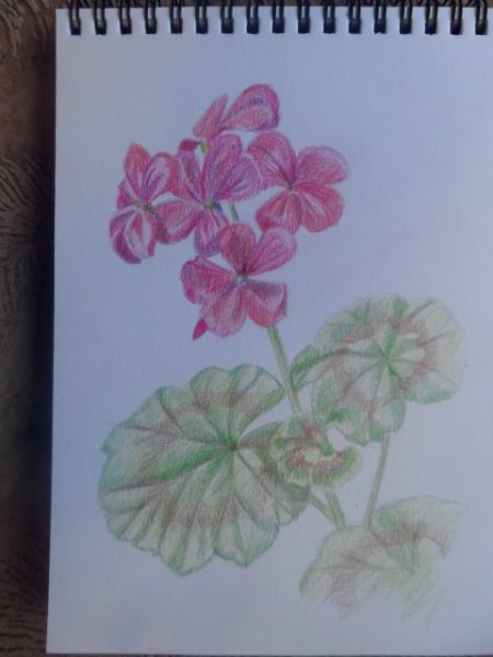 Герань Луговая