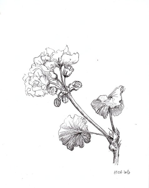 Герань комнатная и фиалка