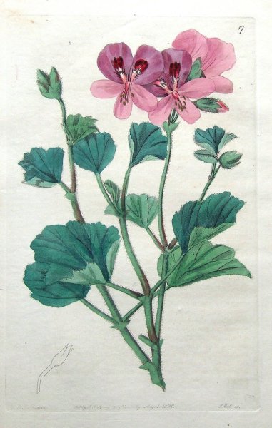 Герань контур