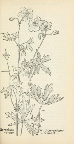 Карандаши цветные герань