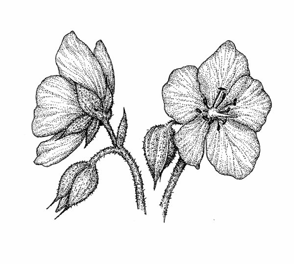 Герань бегония фиалка