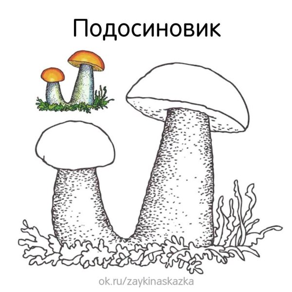 Гриб подосиновик раскраска для детей