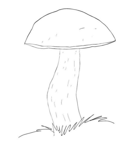 Подберезовик гриб рисунок карандашом