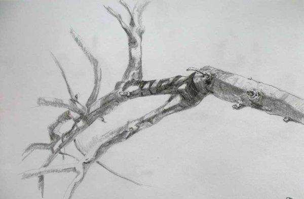 Дерево с ветками для рисования
