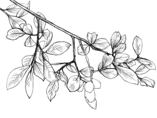 Ветка набросок