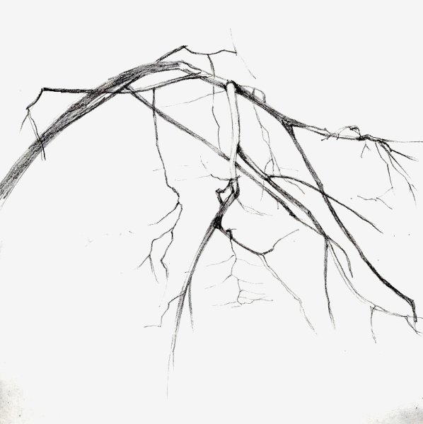 Зарисовки веток
