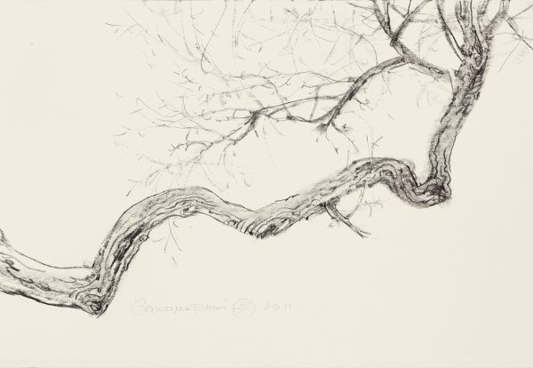 Зарисовки веток