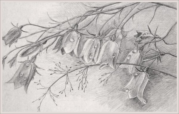 Ветка карандашом