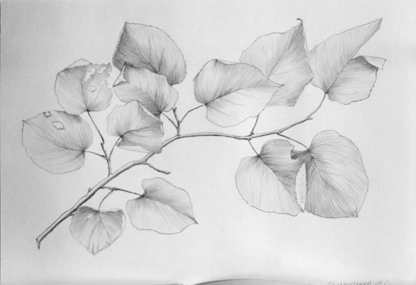 Ветка карандашом