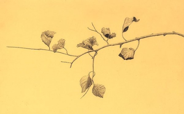 Ветка набросок