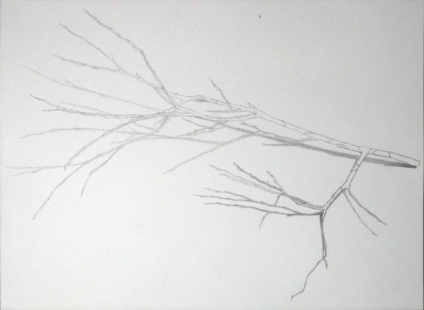 Зарисовки веток