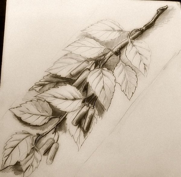 Веточка карандашом