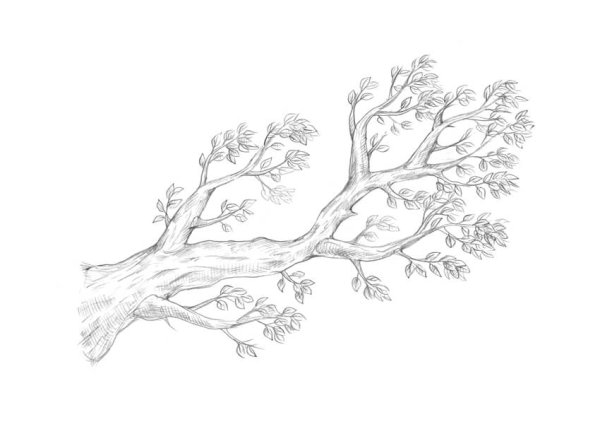 Ветви деревьев карандашом