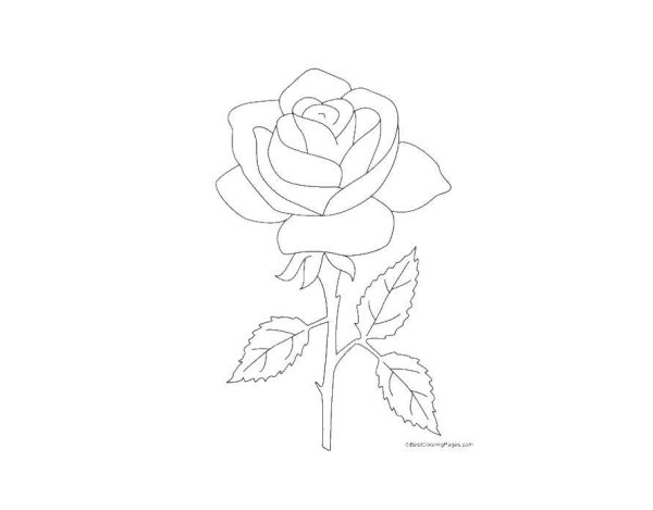 Роза раскраска