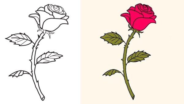 Роза набросок карандашом
