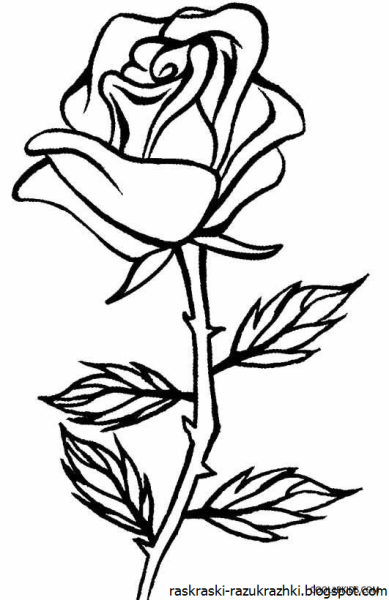 Роза для срисовки