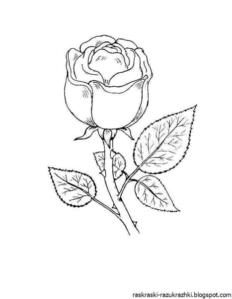 Роза раскраска для детей