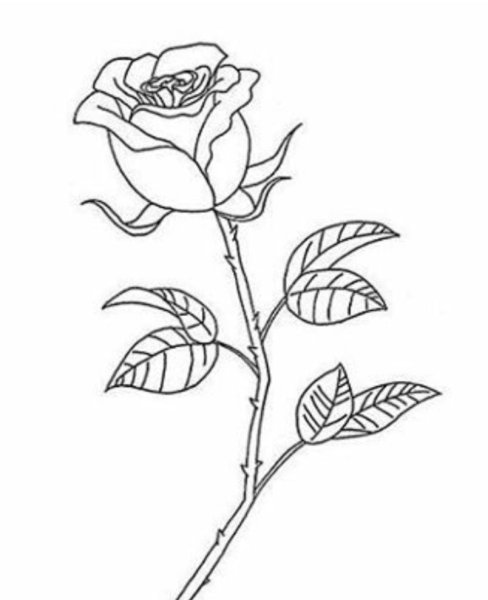 Детские рисунки розы карандашом