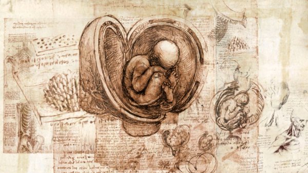 Леонардо да Винчи эмбрион