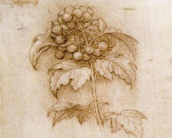 Леонардо да Винчи ботаника