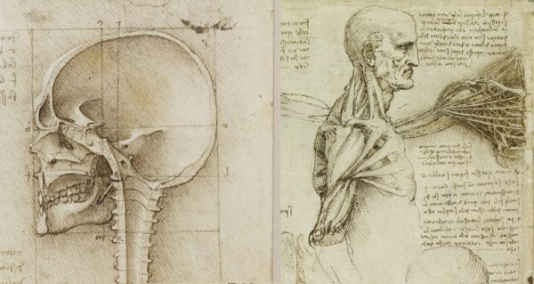 Леонардо да Винчи анатомические вскрытия