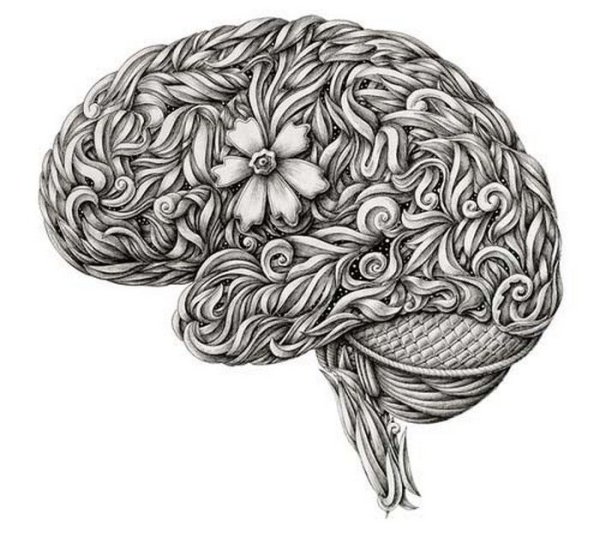 Мозг человека гравюра