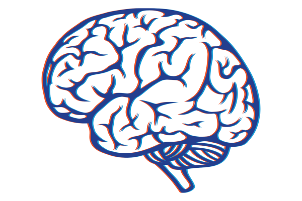 Мозг сбоку СВГ