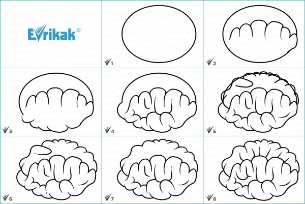 Поэтапное рисование мозга