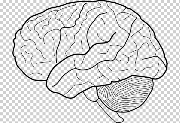 Мозг эскиз