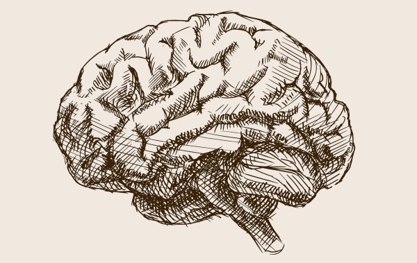 Мозг эскиз