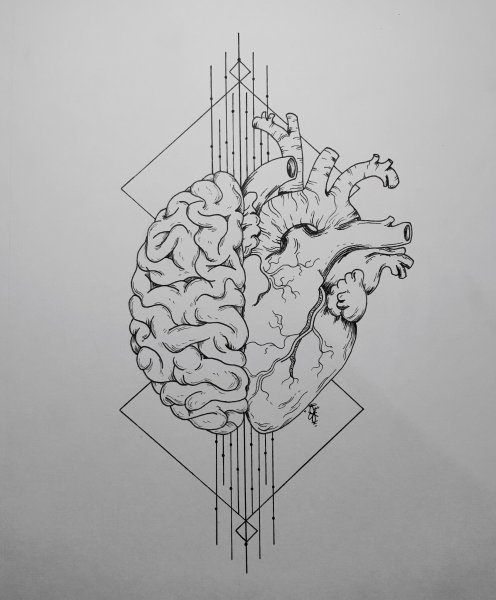 Мозги рисунок карандашом