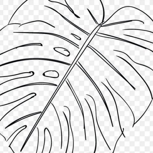 Лист пальмы контур
