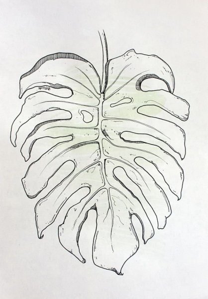 Лист монстеры эскиз