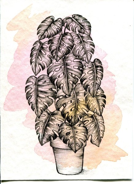 Монстера эскиз