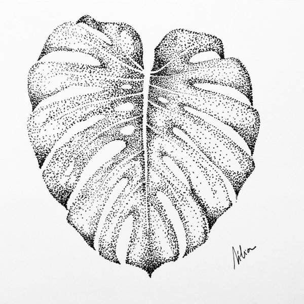 Монстера эскиз