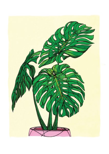 Монстера эскиз