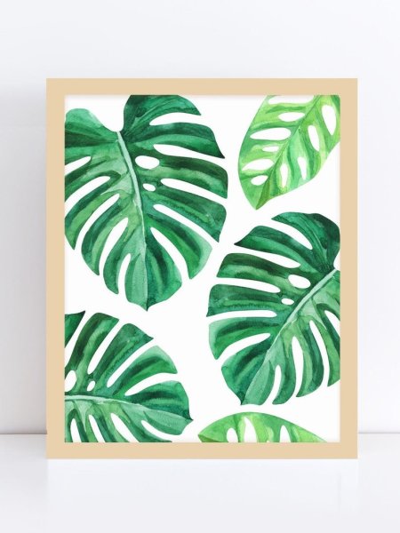 Монстера Вьюнок