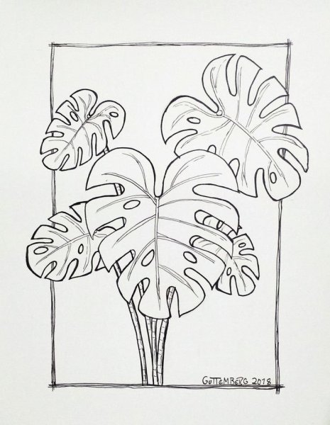 Раскраска монстера цветок