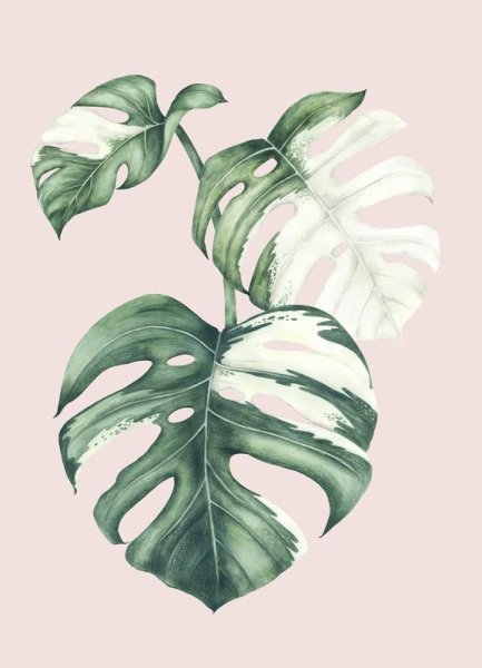 Монстера с цветами акварель