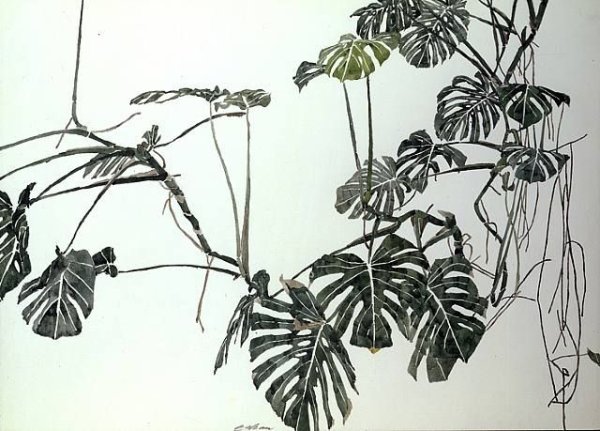 Ботанические зарисовки монстера