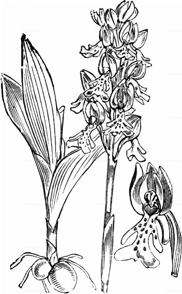 Любка двулистная