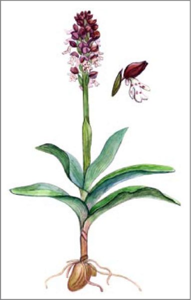 Башмачок Сибирский Любка двулистная