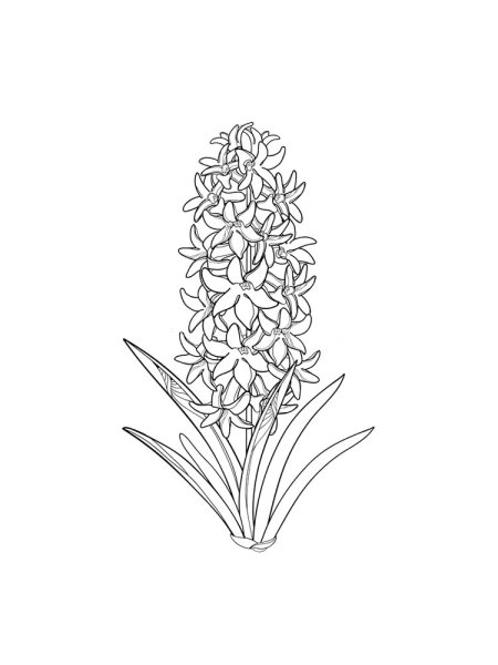 Гиацинт раскраска
