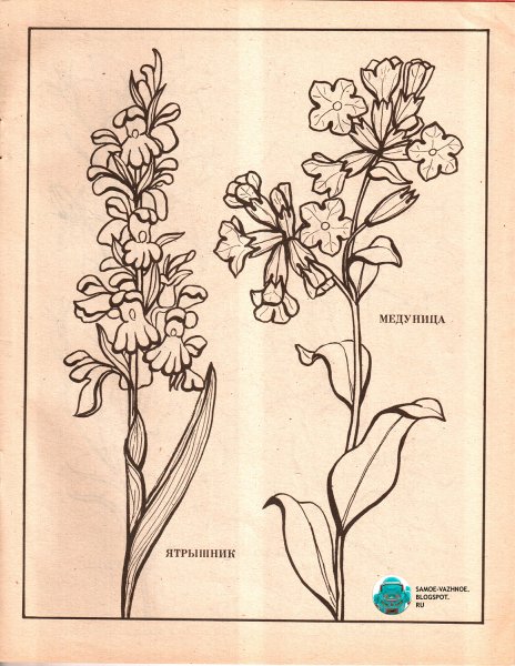 Ятрышник шлемоносный рис