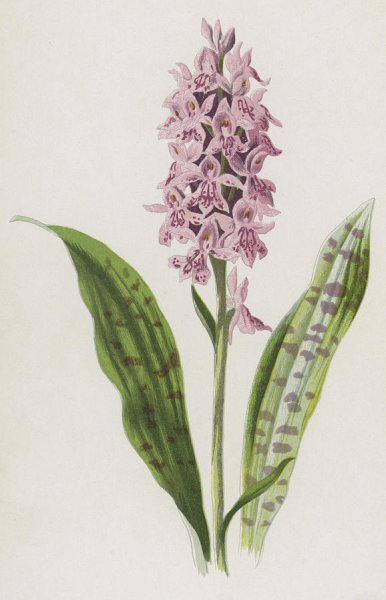 Весенние цветы раскраска