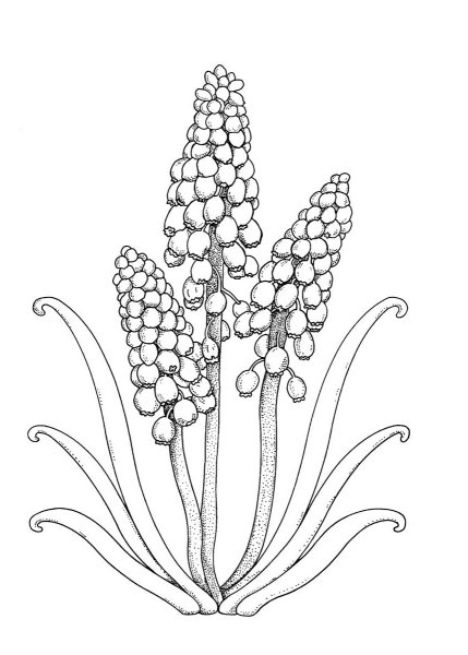 Раскраска гиацинт цветок