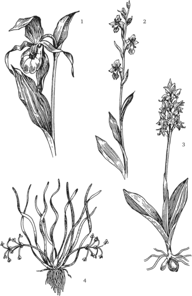 Дремлик болотный черно-белый