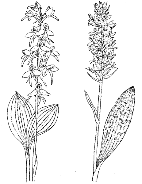 Ятрышник шлемоносный раскраска