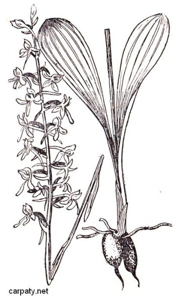 Ятрышник раскраска