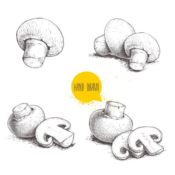 Гриб шампиньон рисунок карандашом